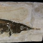 Aspidorhynchus acutirostris (Schnabelfisch)