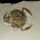 Cycleryon elongatus (Panzerkrebs)