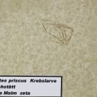 Phalangites priscus (Krebslarve)