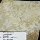 Geocoma carinata (Schlangenstern)