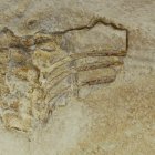 Macropterygius leptospondylus (Skelettrest eines Ichtyosauriers) 