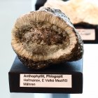 Anthophyllit, Phlogopit Hermanov    