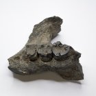 Tagebau Zwenkau, Unterkieferfragment von Seekuh (Halitherium), Länge 8 cm, unbeschädigter Lateralzahn rechts DM 2,2 cm