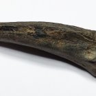 Tagebau Zwenkau, Kopfstachel vom Rochen, (Myliobatis), Länge 3,2 cm 