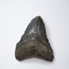 Tagebau Zwenkau, Riesenhaizahn, (Procarcharodon), Länge mit Wurzel 7,0 cm, Breite der Wurzel 6,0 cm 
