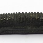 Tagebau Espenhain, Zahnleiste vom Rochen, (Myliobatis), Länge 3,2 cm