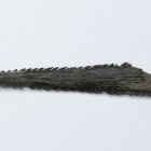 Tagebau Zwenkau, Rochenschwanzstachel, (Myliobatis), Länge 5,5 cm