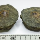 Tagebau Zwenkau, Placoid-Fischschuppe in Phosphoritknolle, Breite der Knolle 5,0 cm, Breite der Schuppe 2,0 cm