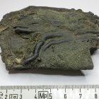 Tagebau Zwenkau, fossiles Holz mit Grabgängen (Serpulidae), Länge 6,8 cm