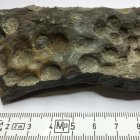 Tagebau Zwenkau, fossiles Holz mit Fraßspuren vom Bohrwurm (Teredo), Länge 8,0 cm
