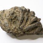 Tagebau Zwenkau, Palmwurzelstock, (Palmae), Länge 10,5 cm    