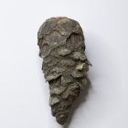 Tagebau Espenhain, Zapfen vom Nadelbaum, (Pinaceae), Länge 7,5 cm    