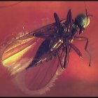 Fliege, weiblich, aus der Überfamilie der Empidoidea