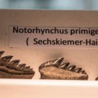 Zähne Sechskiemer-Hai, Nothorhynchus primigenus    