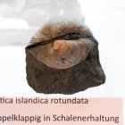 Muschel Arctica islandica rotundata, doppelklappig, Schalenerhaltung