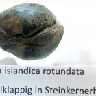 Muschel Arctica islandica rotundata, doppelklappig, Steinkernerhaltung