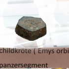 Rückenpanzersegment einer Sumpfschildkröte (Emys orbicularis) 