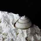 Schnecke Leptomaria niloticiformis (Breite 10 mm)  