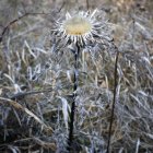 Silberdistel  