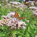 reges Leben im Schmetterlingsgarten