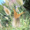 reges Leben im Schmetterlingsgarten