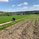 Schneckenfundstelle Wörrstadt OT Sulzheim