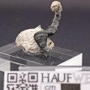 Einzelkoralle Parasmilia, Misburg