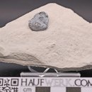 Brachiopode, Misburg