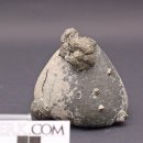 Seeigel Echinocorys mit Markasit, Misburg