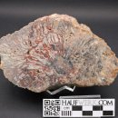 verkieseltes Holz Dadoxylon, Falkenau bei Flöha