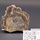 verkieseltes Holz Dadoxylon, Falkenau bei Flöha