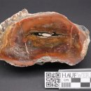 verkieselter Schachtelhalm mit Algenmantel, Klobuky